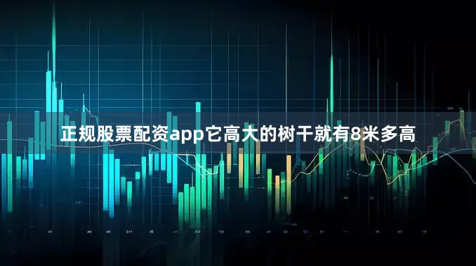 正规股票配资app它高大的树干就有8米多高